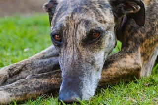 Otřesně krutý osud španělského chrta. Čtení pouze pro otrlé - Médium.cz